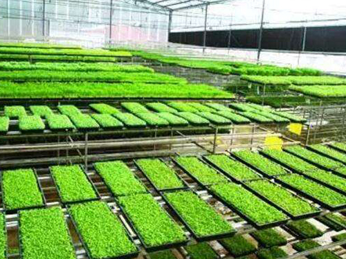 水稻育秧設備有幾種用法？